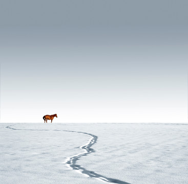 装饰画雪原马