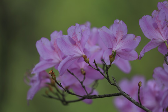 杜鹃花