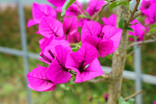 叶子花
