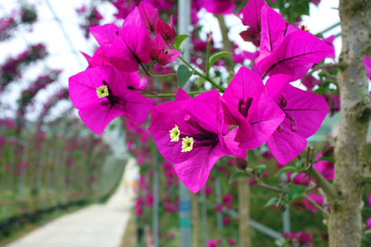 叶子花