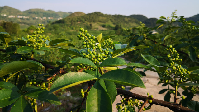 青花椒