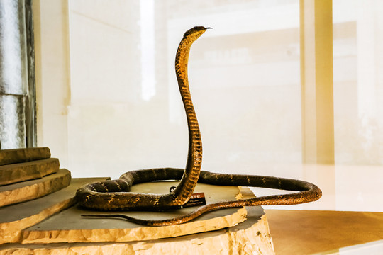 眼镜王蛇标本