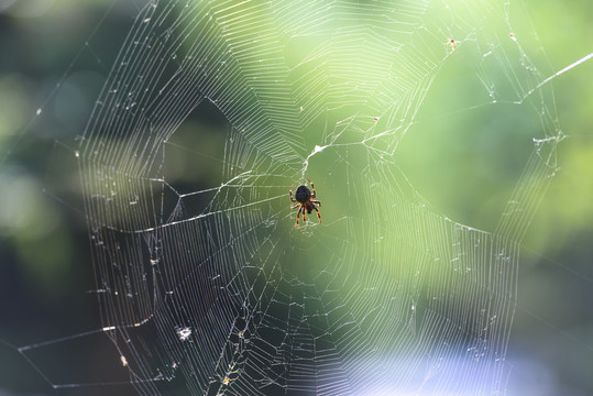 蜘蛛蛛网