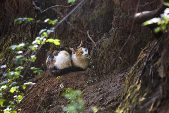 野猫