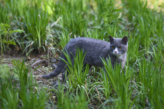 野猫
