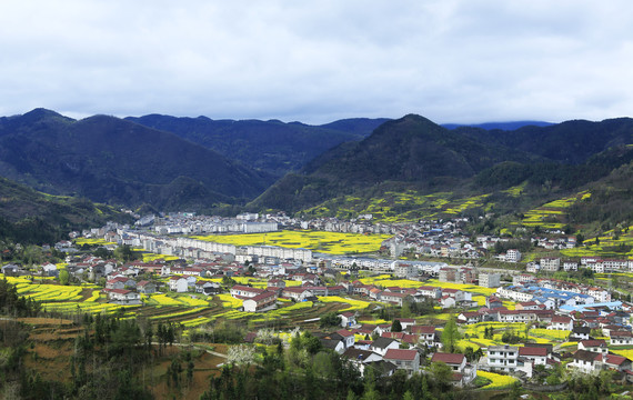 汉中油菜花