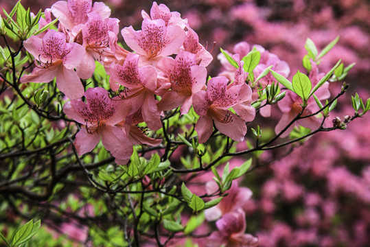 麻城龟峰山杜鹃花