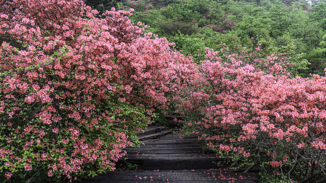 麻城龟峰山杜鹃花