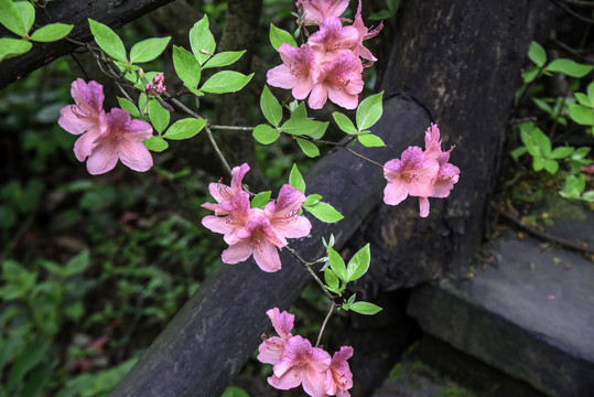 麻城龟峰山杜鹃花