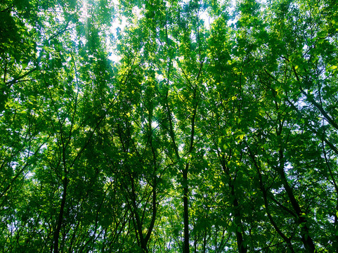 绿色森林树木