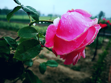 雨后月季花