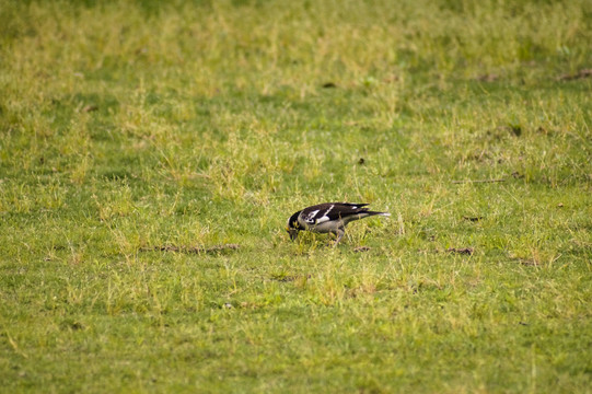 黑领椋鸟