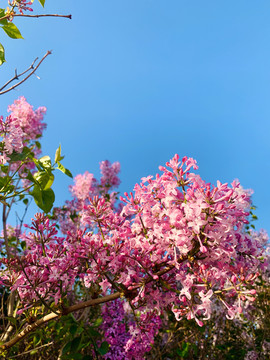 丁香花