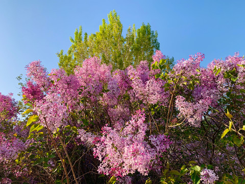 丁香花