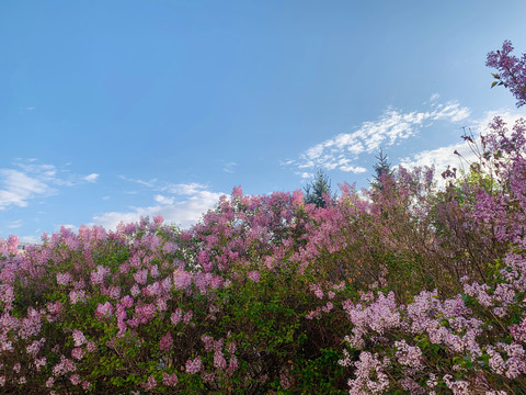 丁香花