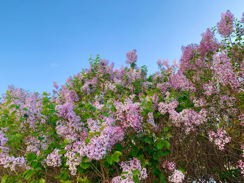 丁香花