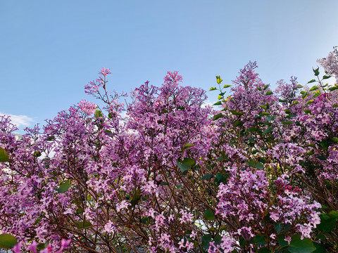 丁香花