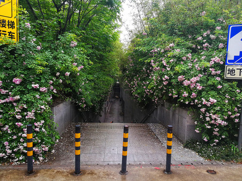 蔷薇花