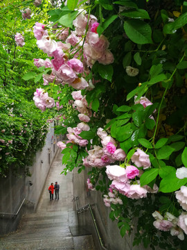蔷薇花