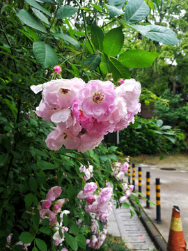 蔷薇花