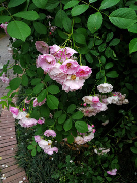 蔷薇花
