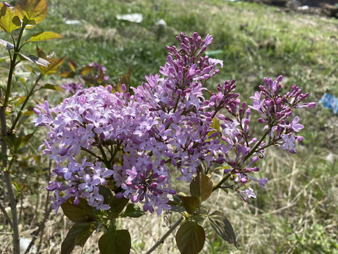 丁香花