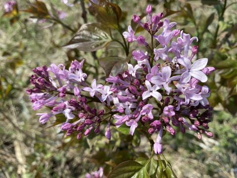 丁香花