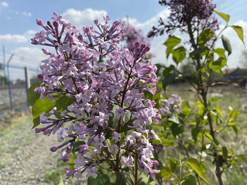 丁香花