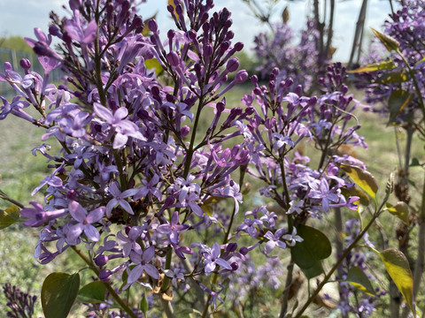 丁香花