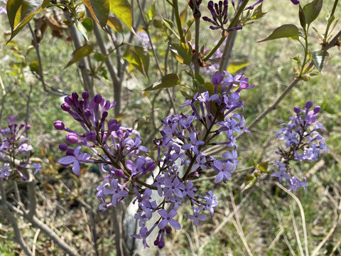 丁香花