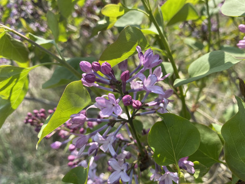 丁香花