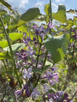 丁香花