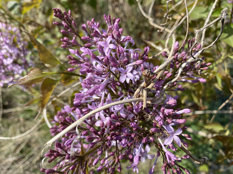 丁香花