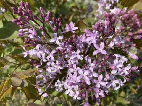 丁香花