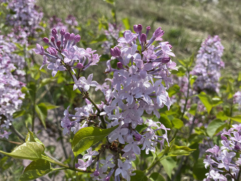 丁香花