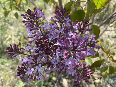 丁香花