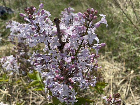 丁香花