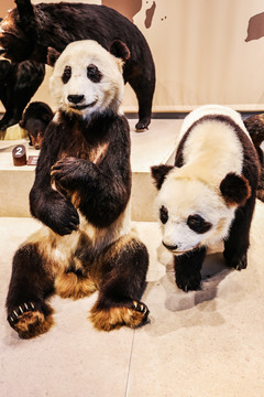 博物馆大熊猫标本