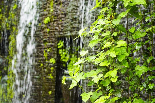 水生植物