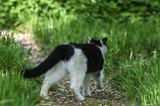 野外的猫