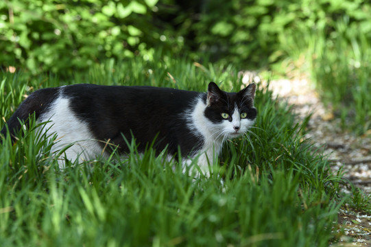 野外的猫