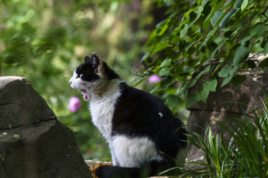 野外的猫