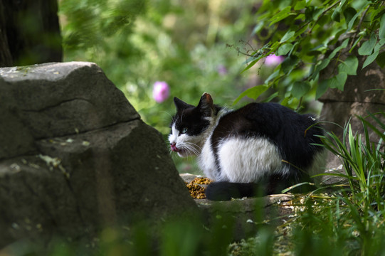 野外的猫