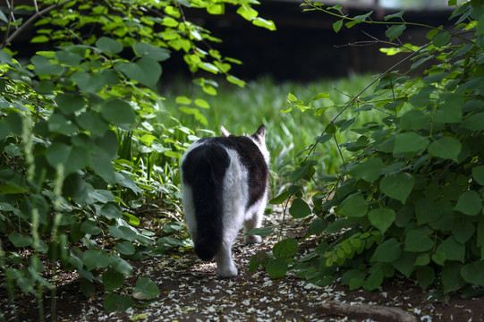 野外的猫