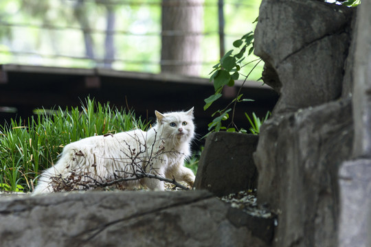 野外的猫