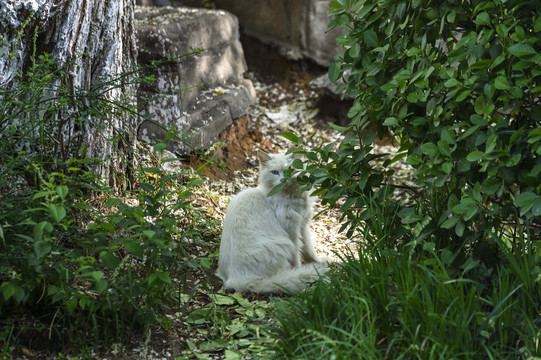 野外的猫