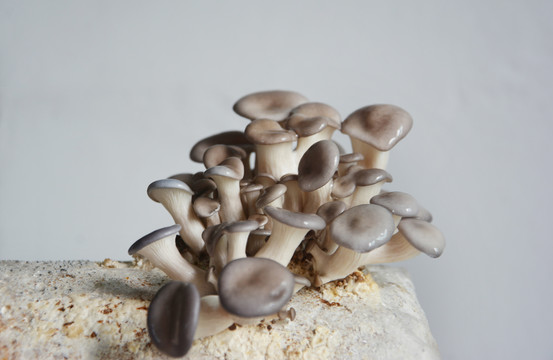 生长中的蘑菇