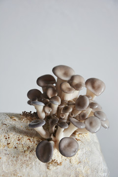 蘑菇菌种