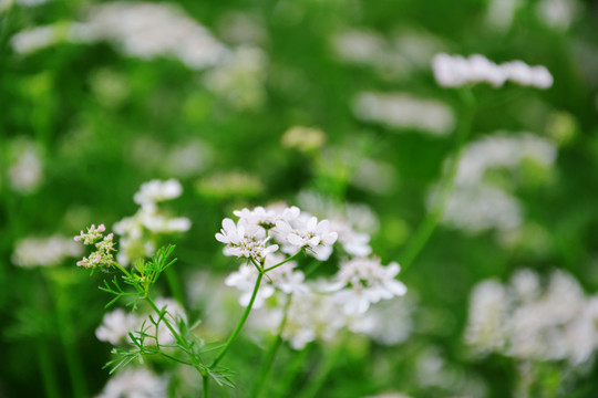 香菜花