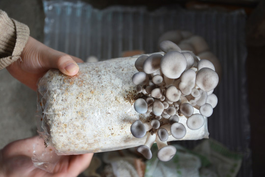 菌菇种植